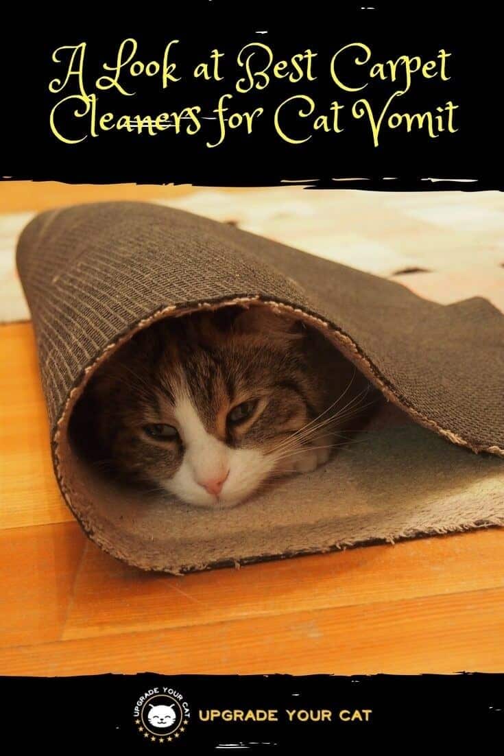A Look at Best Carpet Cleaners for Cat Vomit