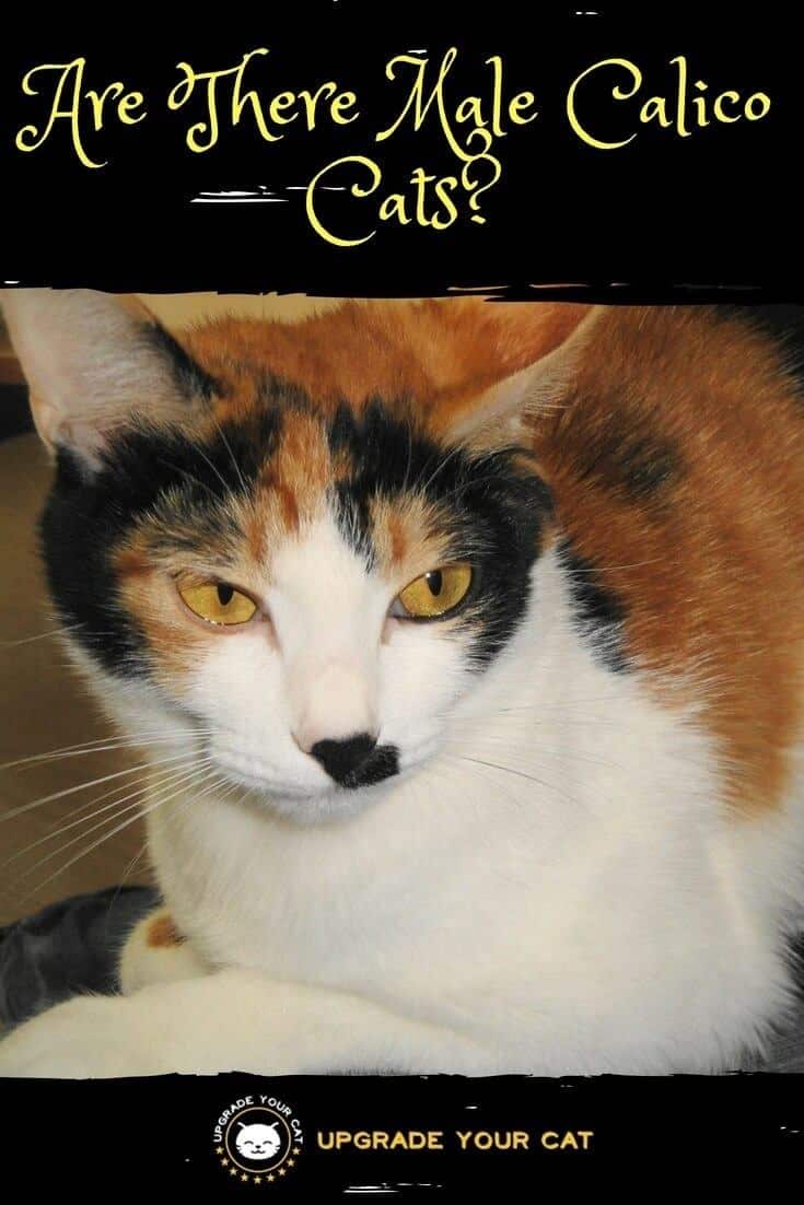 Are There Male Calico Cats