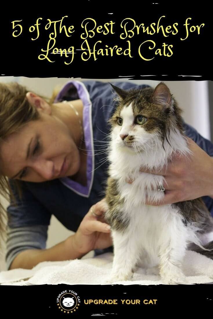 Best Brushes for Long Haired Cats