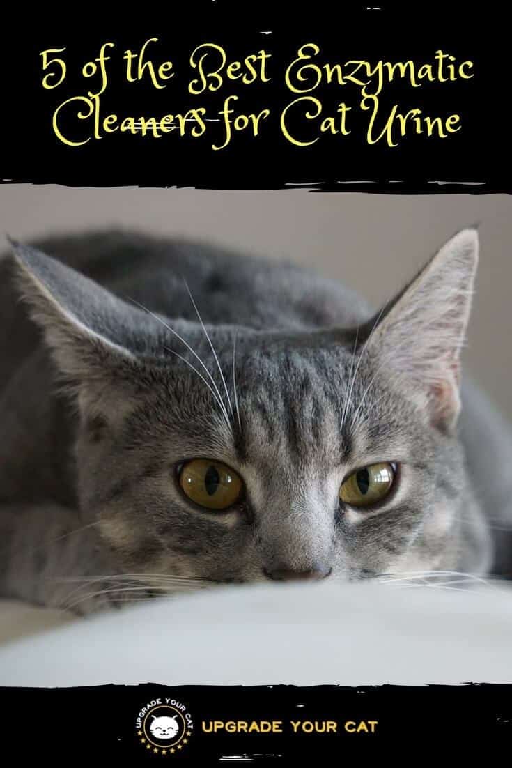 Best Enzymatic Cleaners for Cat Urine