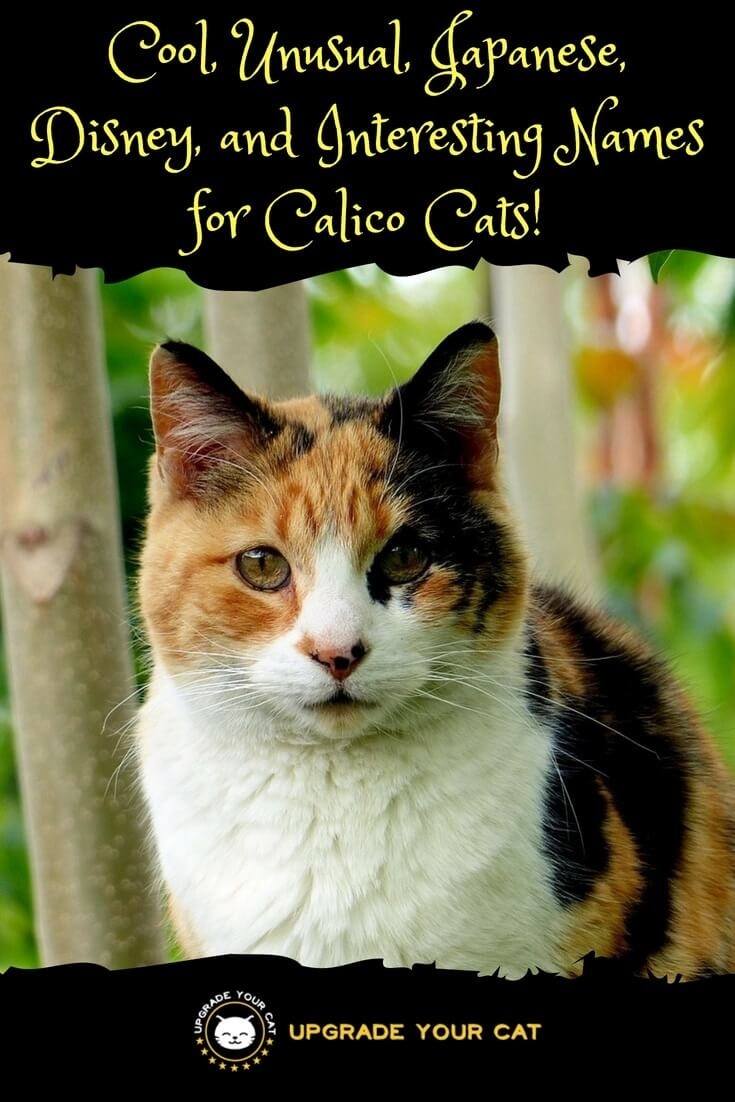 Cool, Unusual, Japanese, Disney, and Interesting Names for Calico Cats