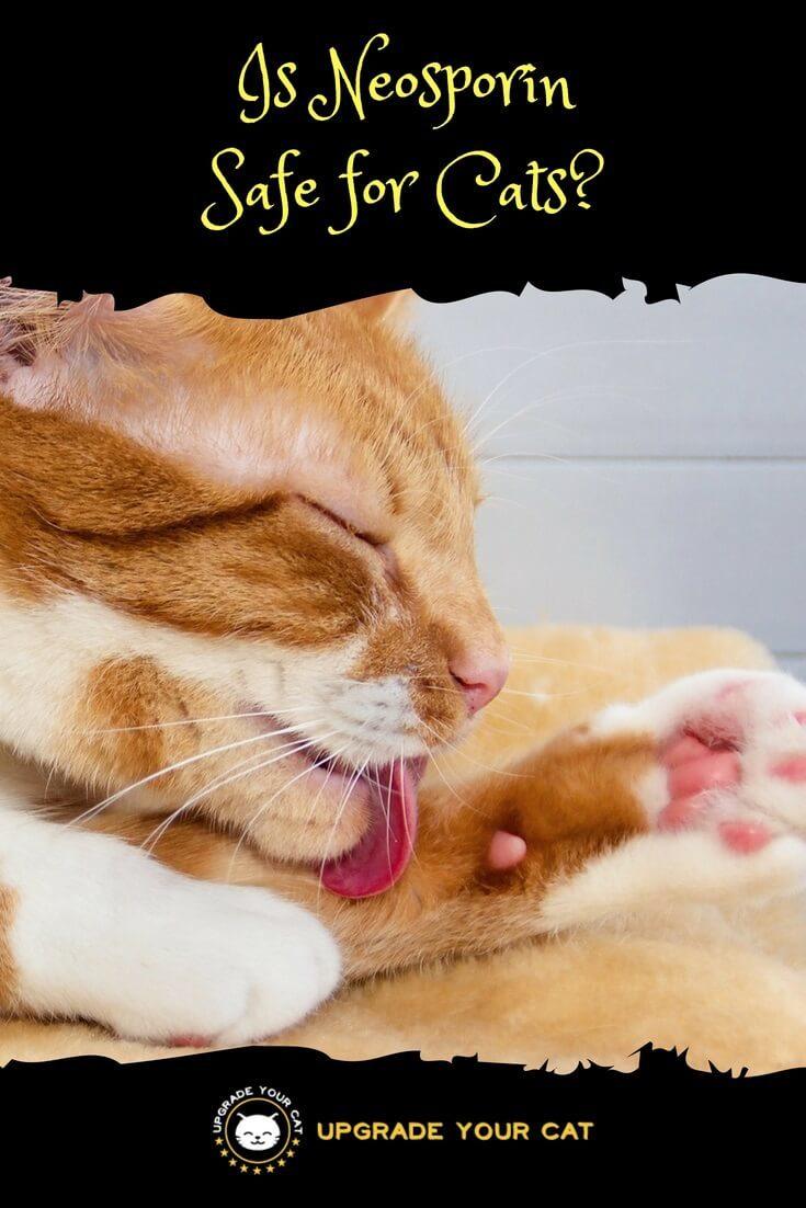 Is Neosporin Safe for Cats