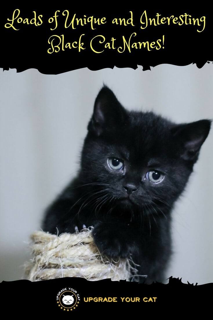 Unique Black Cat Names