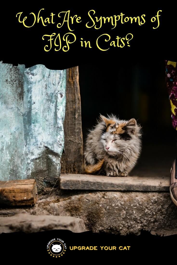 What Are Symptoms of FIP in Cats