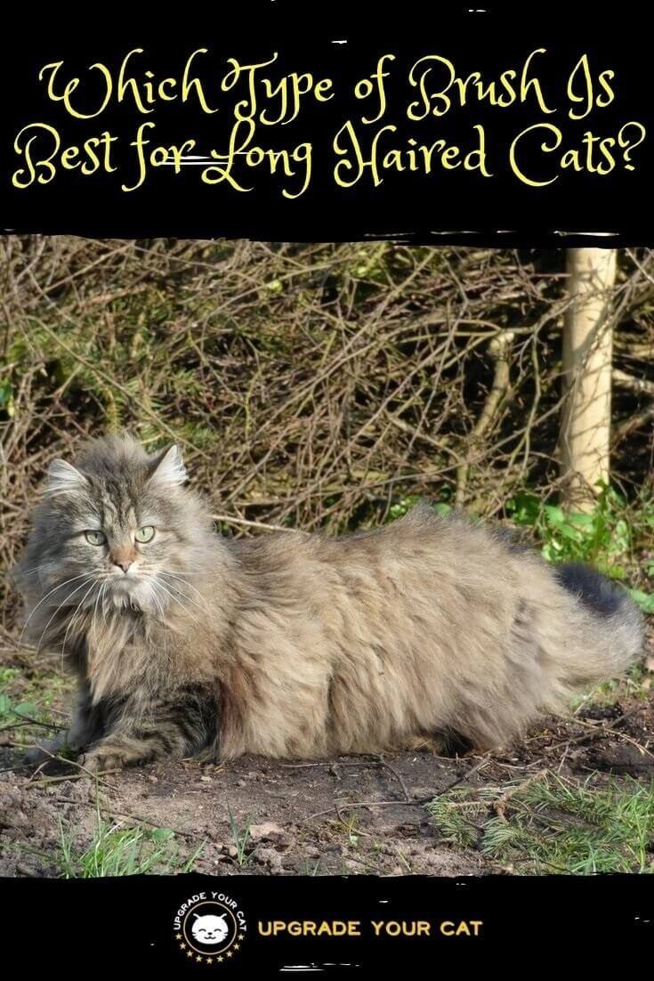 Which Type of Brush Is Best for Long Haired Cats