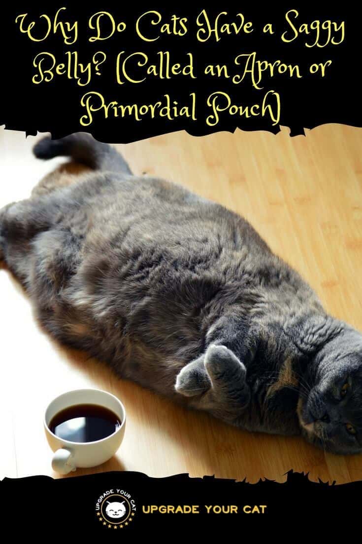 Why Do Cats Have a Saggy Belly