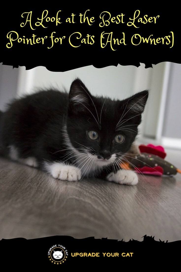 A Look at the Best Laser Pointer for Cats (And Owners)