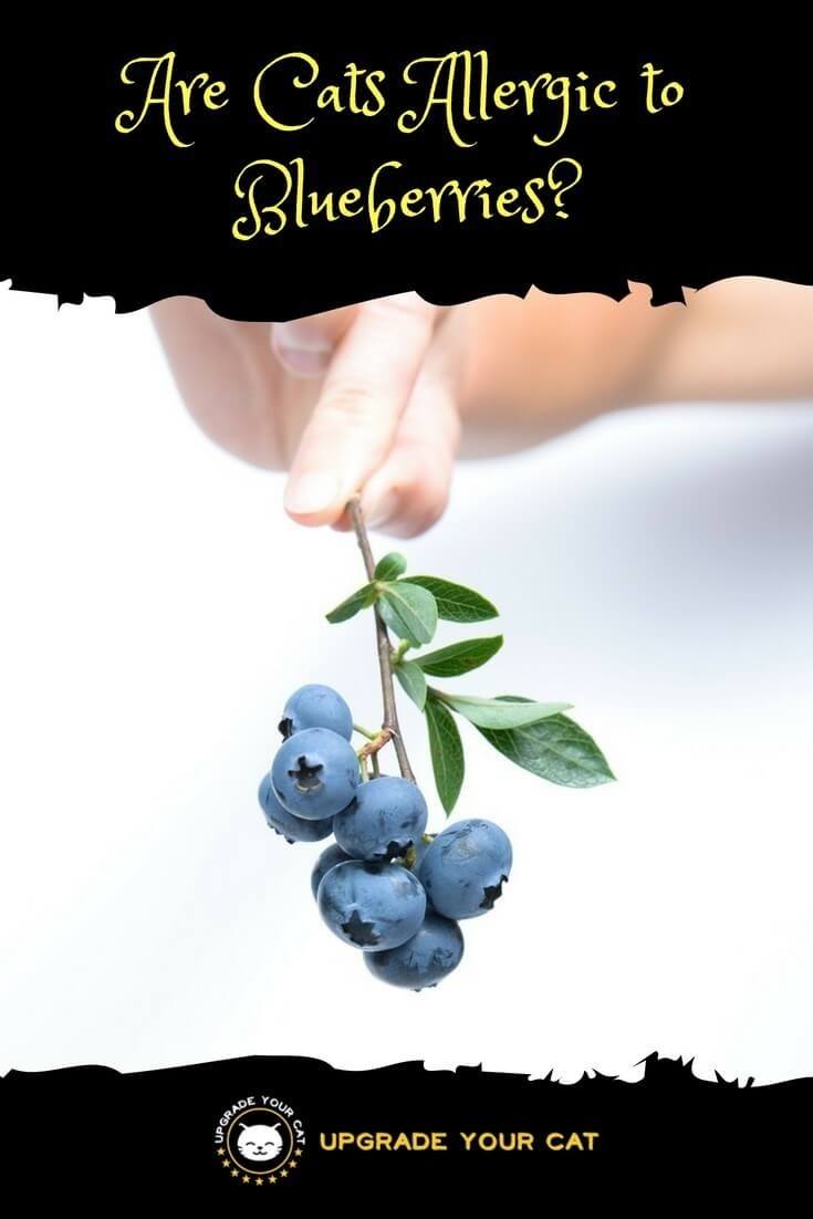 Are Cats Allergic to Blueberries