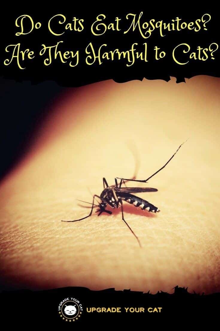Do Cats Eat Mosquitoes