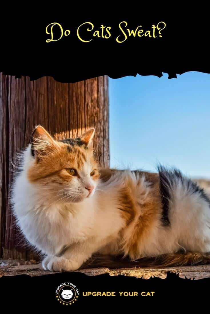 Do Cats Sweat