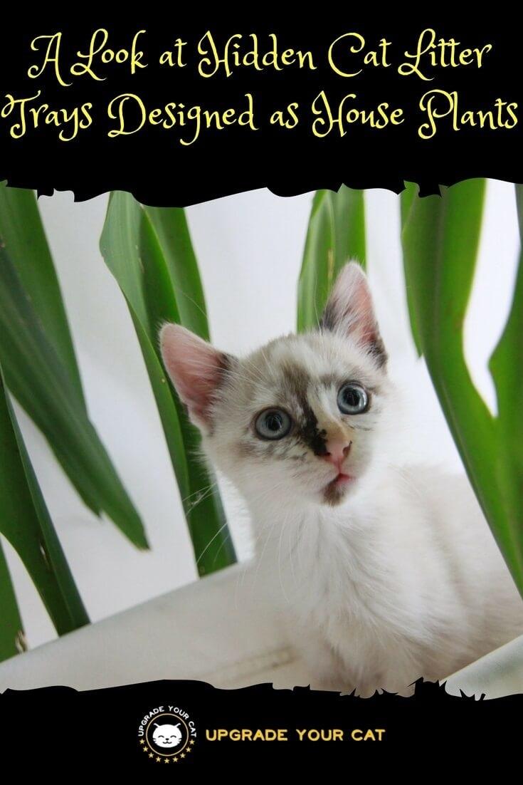 Hidden Cat Litter Tray That Looks like a Plant