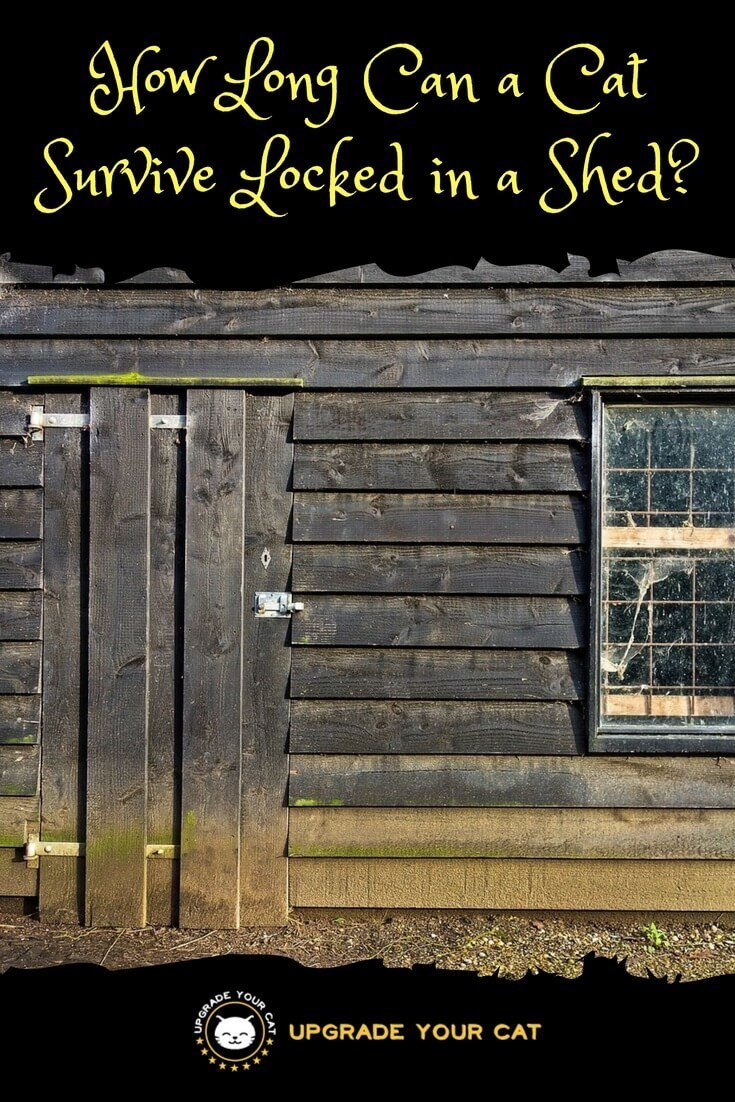 How Long Can a Cat Survive Locked in a Shed