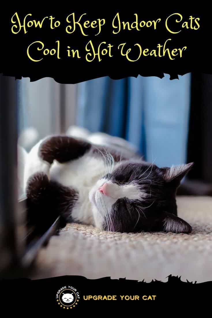 How to Keep Indoor Cats Cool in Hot Weather
