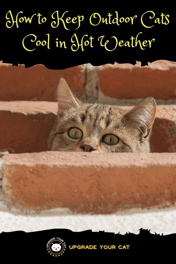 How to Keep Outdoor Cats Cool in Hot Weather