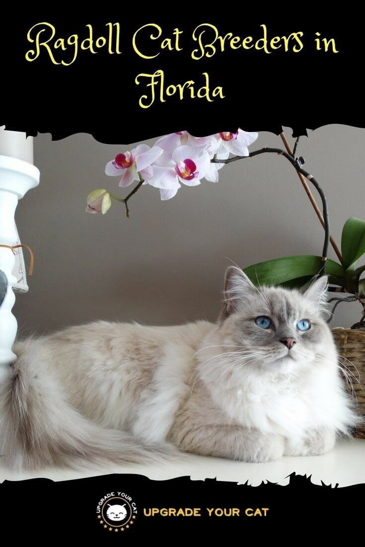 Ragdoll Cat Breeders in Florida