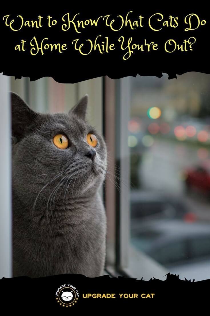 What Do Cats Do All Day at Home
