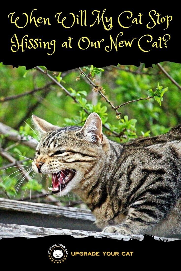 When Will My Cat Stop Hissing at Our New Cat