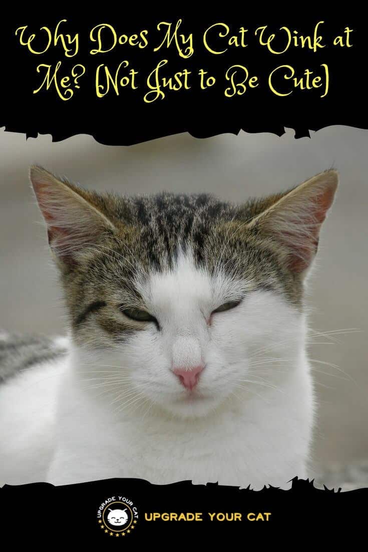 why does my cat wink at me