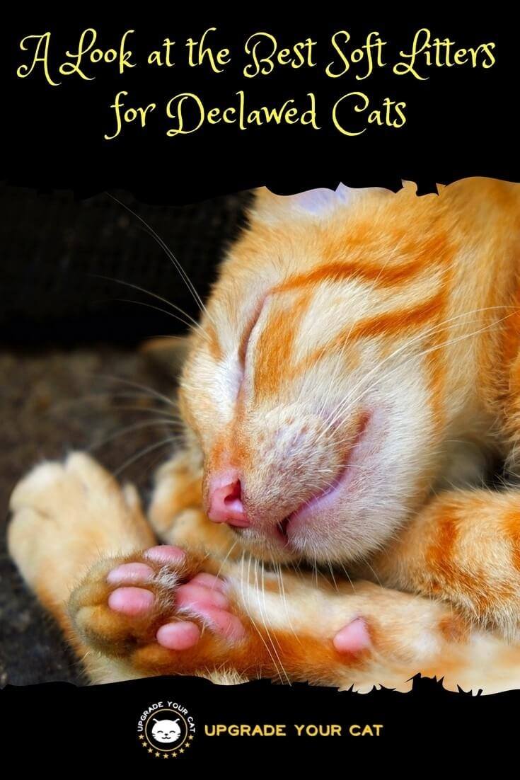 A Look at the Best Soft Litter for Declawed Cats