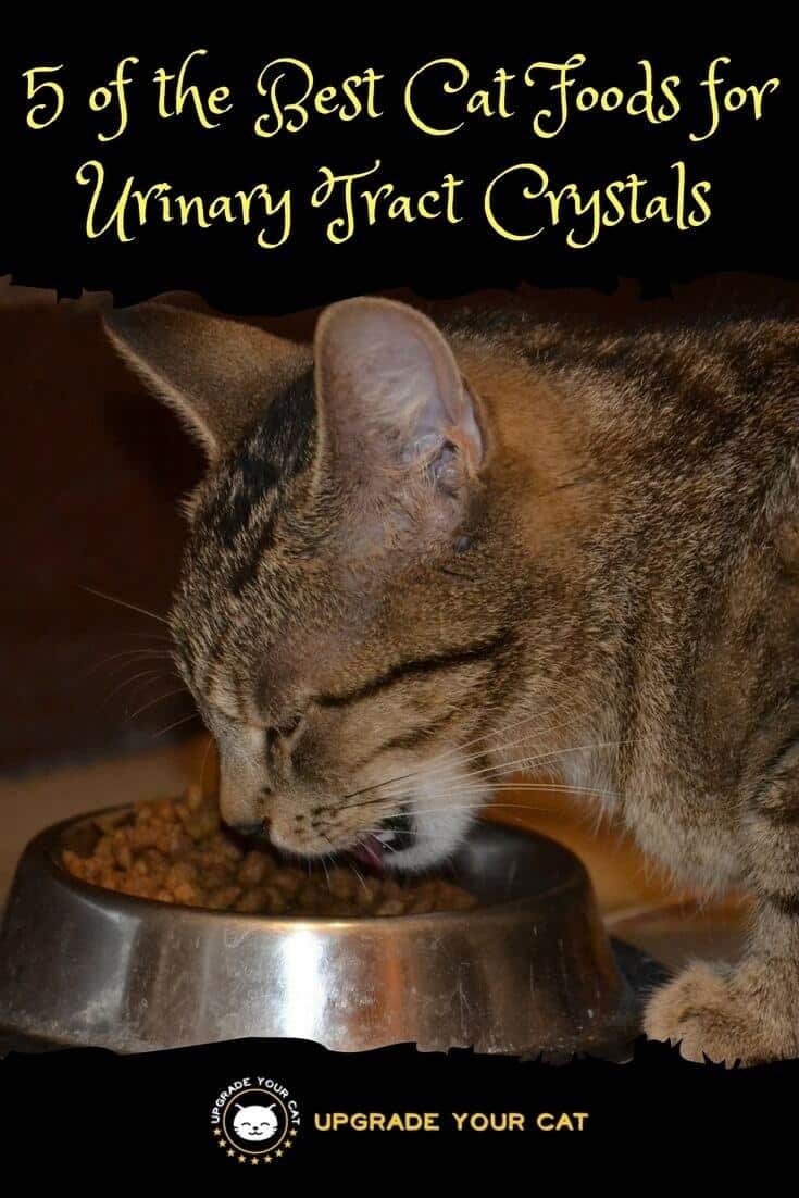Best Cat Food for Urinary Tract Crystals