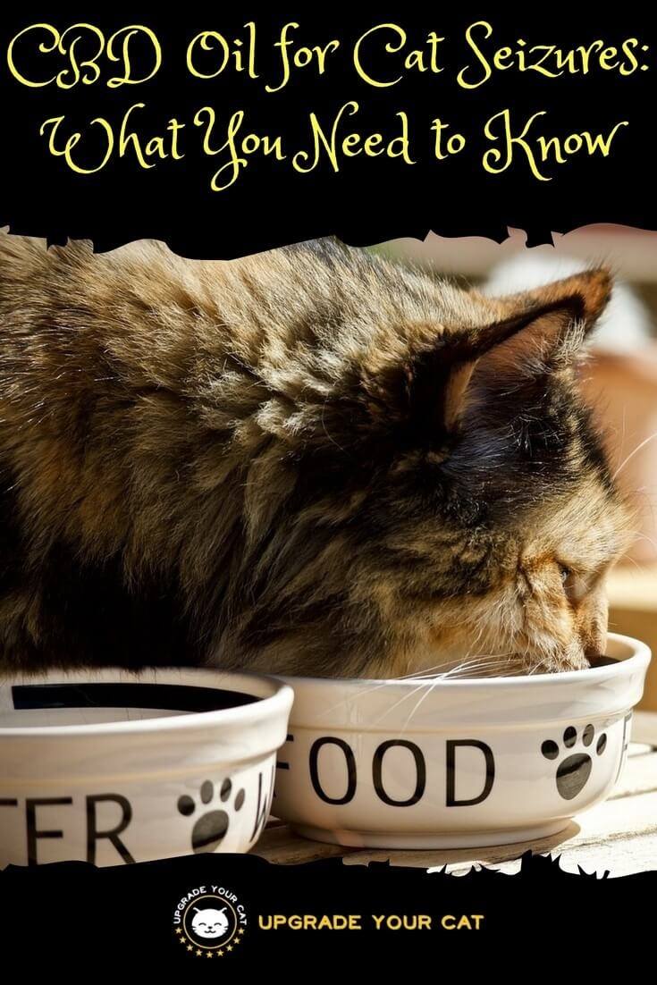 CBD Oil for Cat Seizures