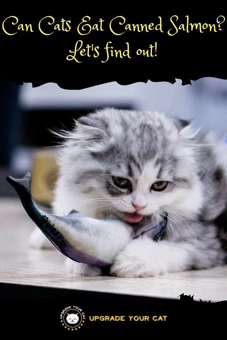 Can Cats Eat Canned Salmon