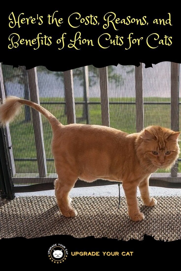 Cat Grooming Lion Cut Cost, Pictures, Pros and Cons