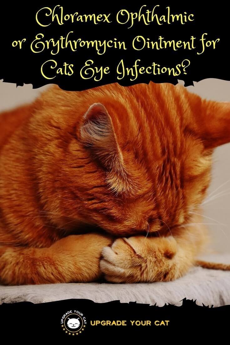 Chloramex Ophthalmic Ointment for Cats Eye Infections or Erythromycin