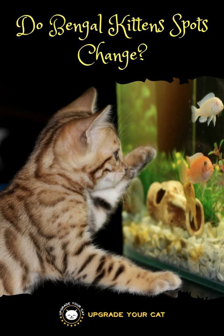 Do Bengal Kittens Spots Change