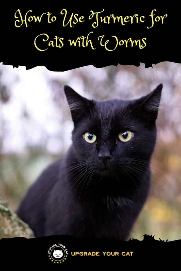 How to Use Turmeric for Cats with Worms