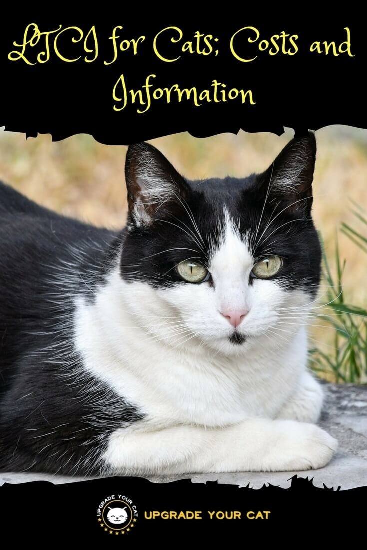 LTCI for Cats Cost