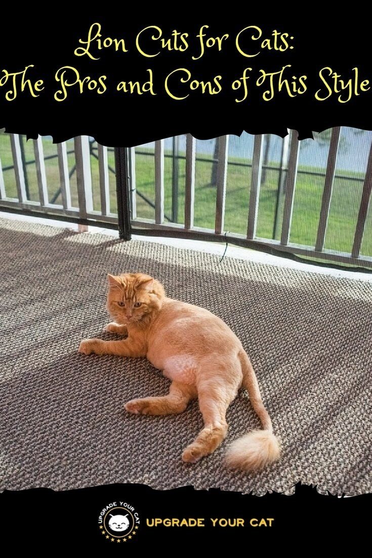 Lion Cut for Cats Pros and Cons Explained