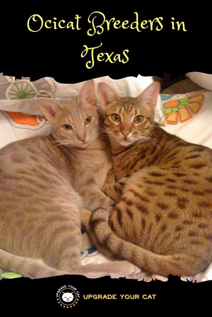 Ocicat Breeders in Texas