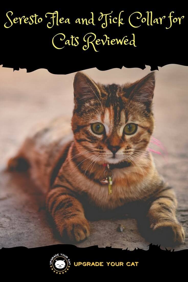 Seresto Flea and Tick Collar for Cats Review