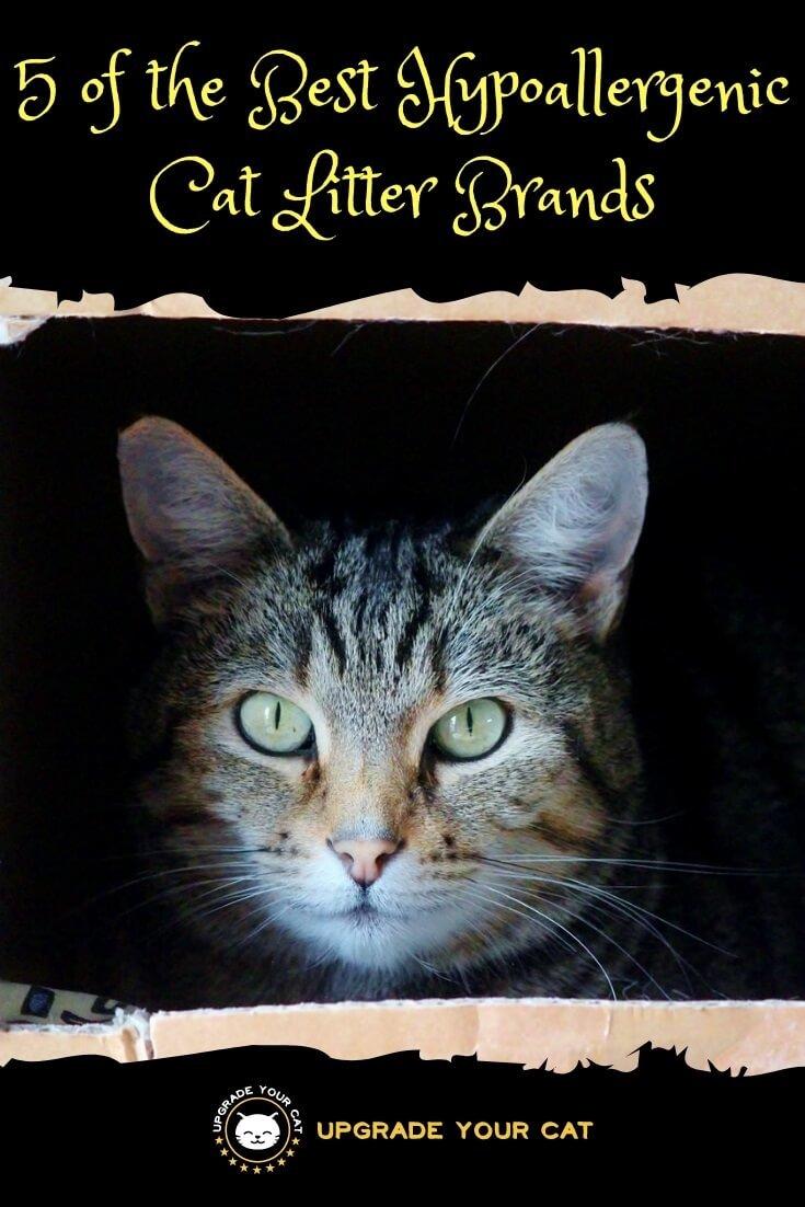 5 of the Best Hypoallergenic Cat Litter Brands