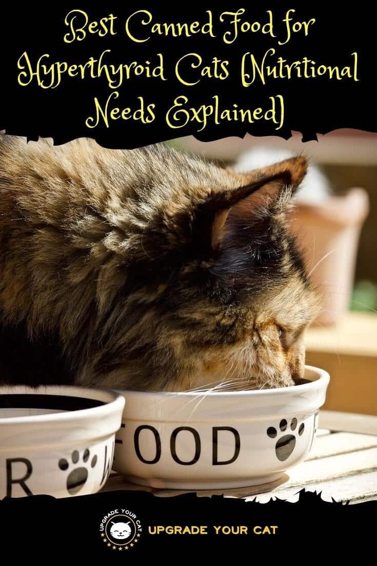 Best Canned Food for Hyperthyroid Cats (Nutritional Needs Explained)