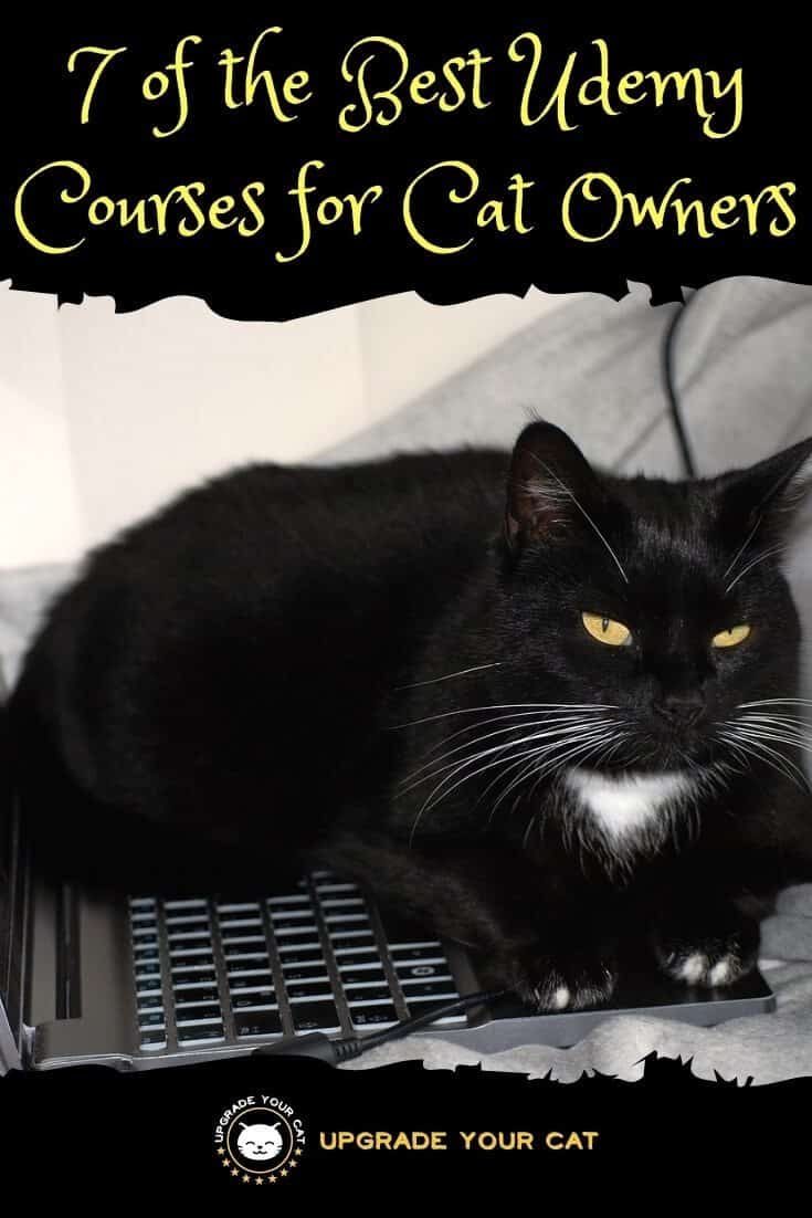 Best Udemy Courses for Cat Owners