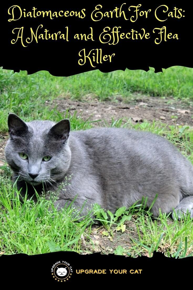 Diatomaceous Earth For Cats