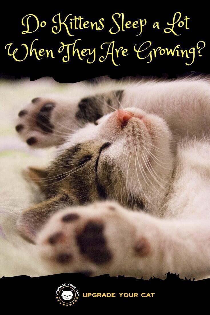 Do Kittens Sleep a Lot When They Are Growing