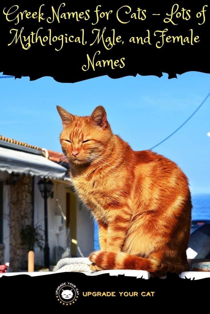 Greek Cat Names