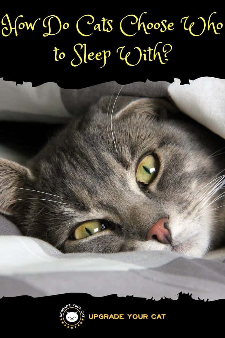 How Do Cats Choose Who to Sleep With