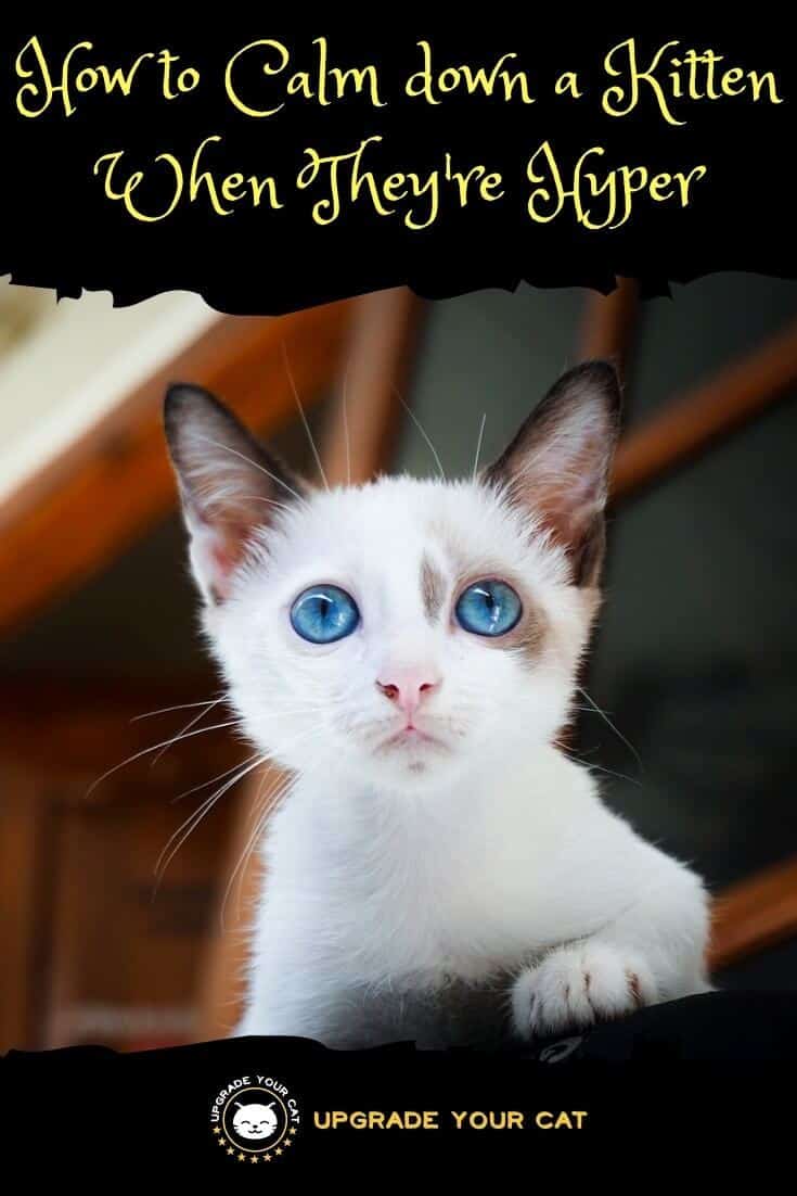 How to Calm down a Kitten When Hyper