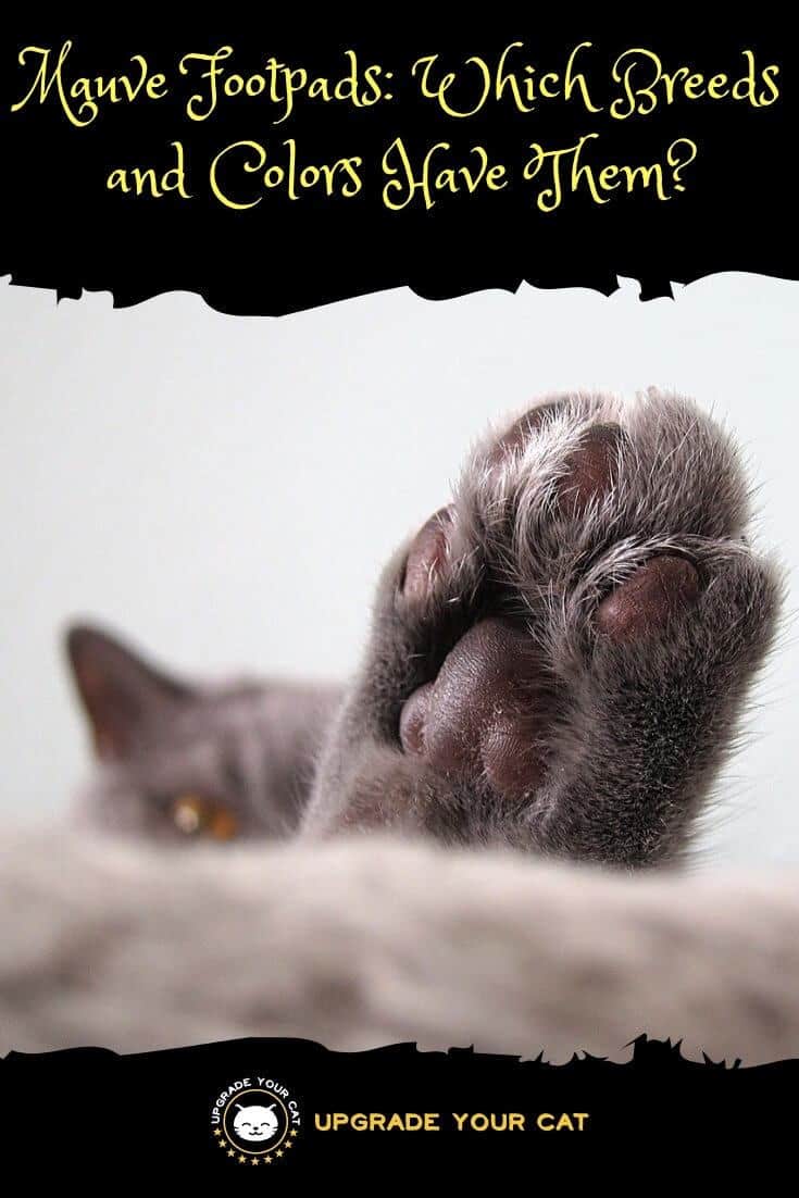 Mauve Footpads on a Russian Blue Cat