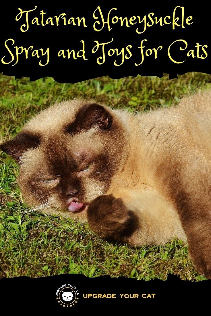 What Does Honeysuckle Do for Cats