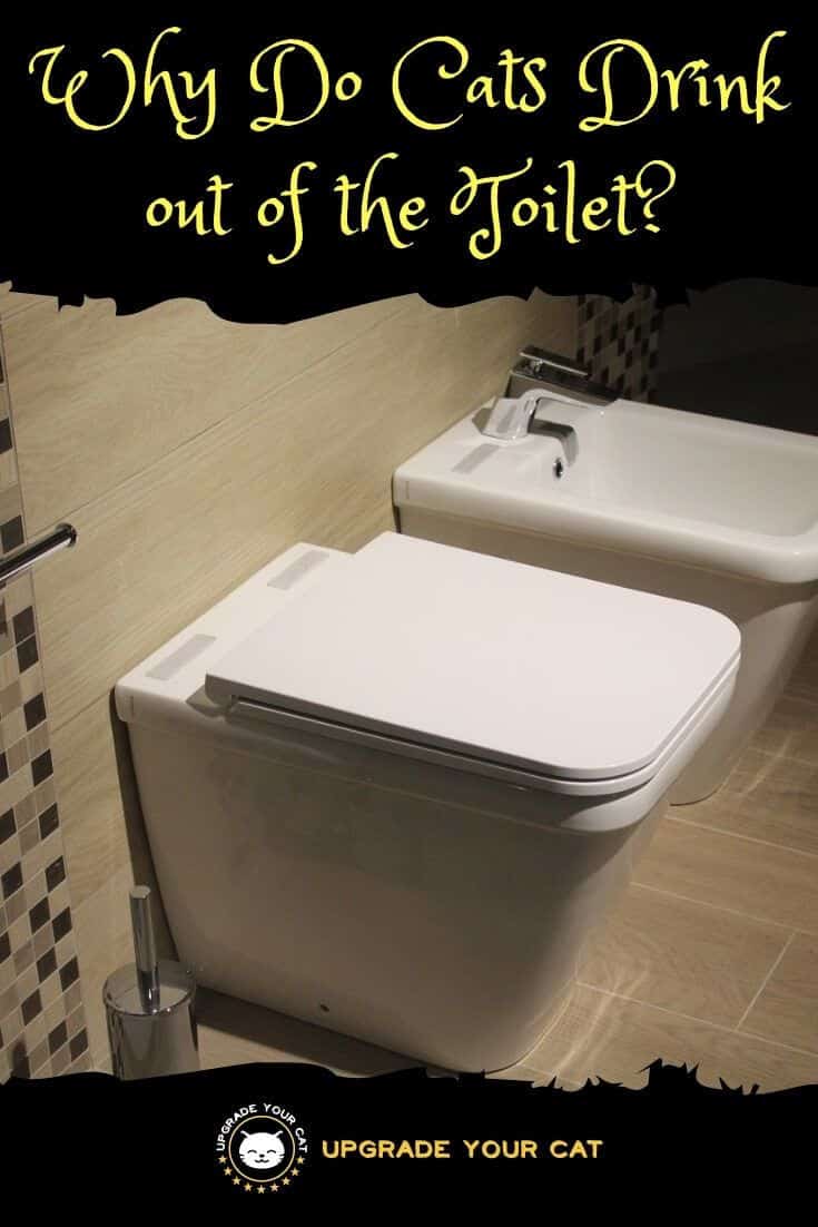 Why Do Cats Drink out of the Toilet