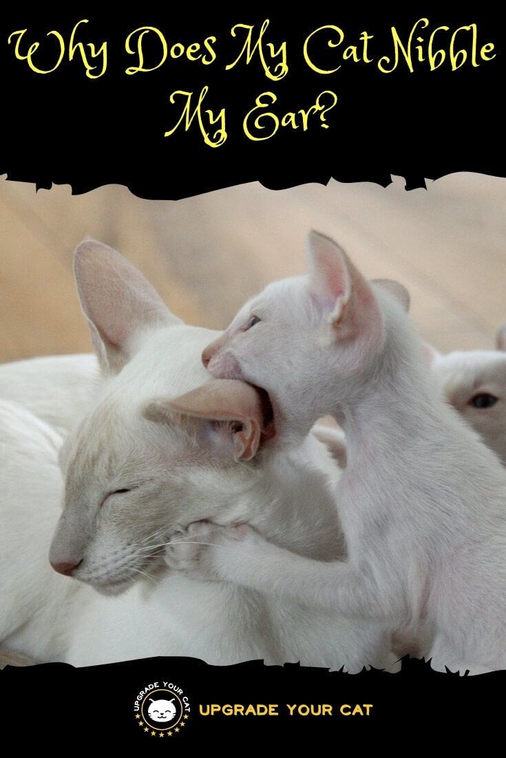 Why Does My Cat Nibble My Ear