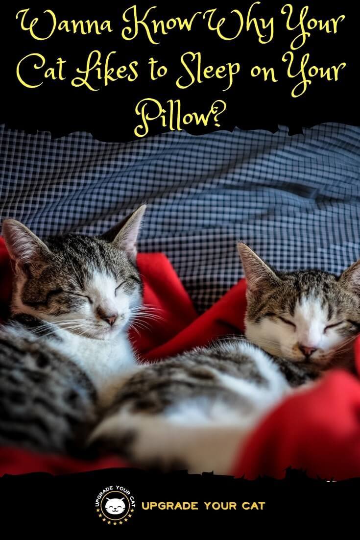 Why Does My Cat Sleep on My Pillow