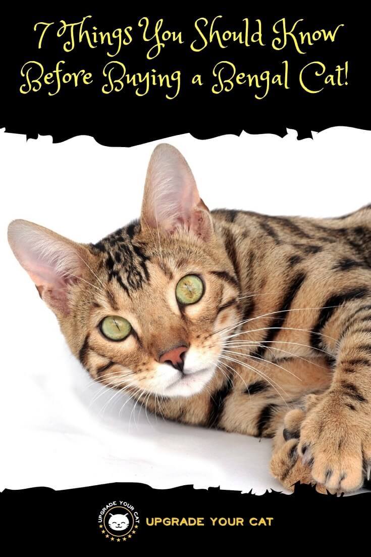 7 Things You Should Know Before Buying a Bengal Cat