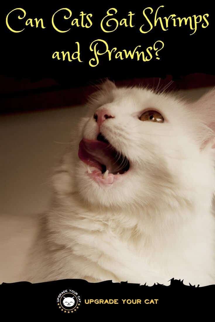 Can Cats Eat Shrimp