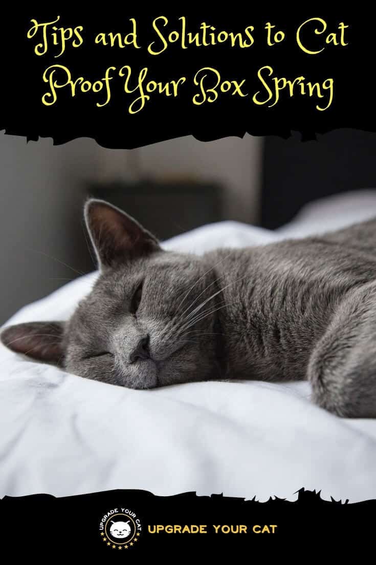 How to Cat Proof a Box Spring